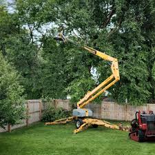 Best Organic Lawn Care Solutions  in Van, TX