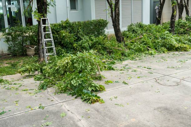 How Our Tree Care Process Works  in  Van, TX